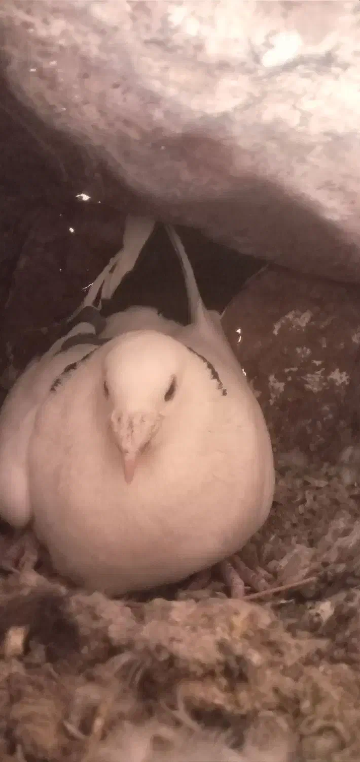 کبوتر|پرنده|دشمن زیاری, |دیوار