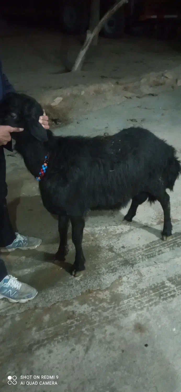 بره قوچ|حیوانات مزرعه|سجاس رود, |دیوار