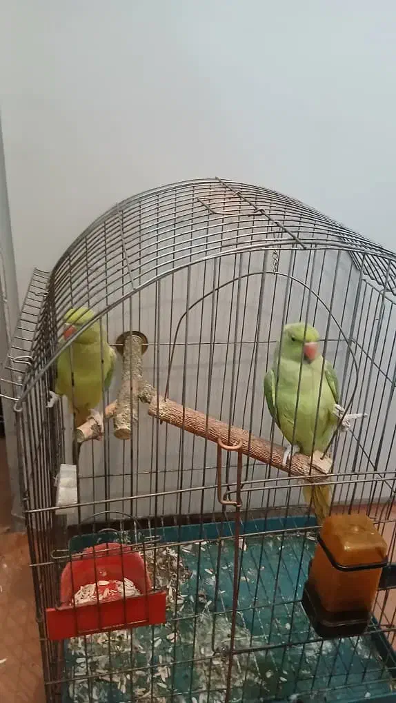 طوطی ملنگو نروماده|پرنده|شیراز, جوادیه|دیوار