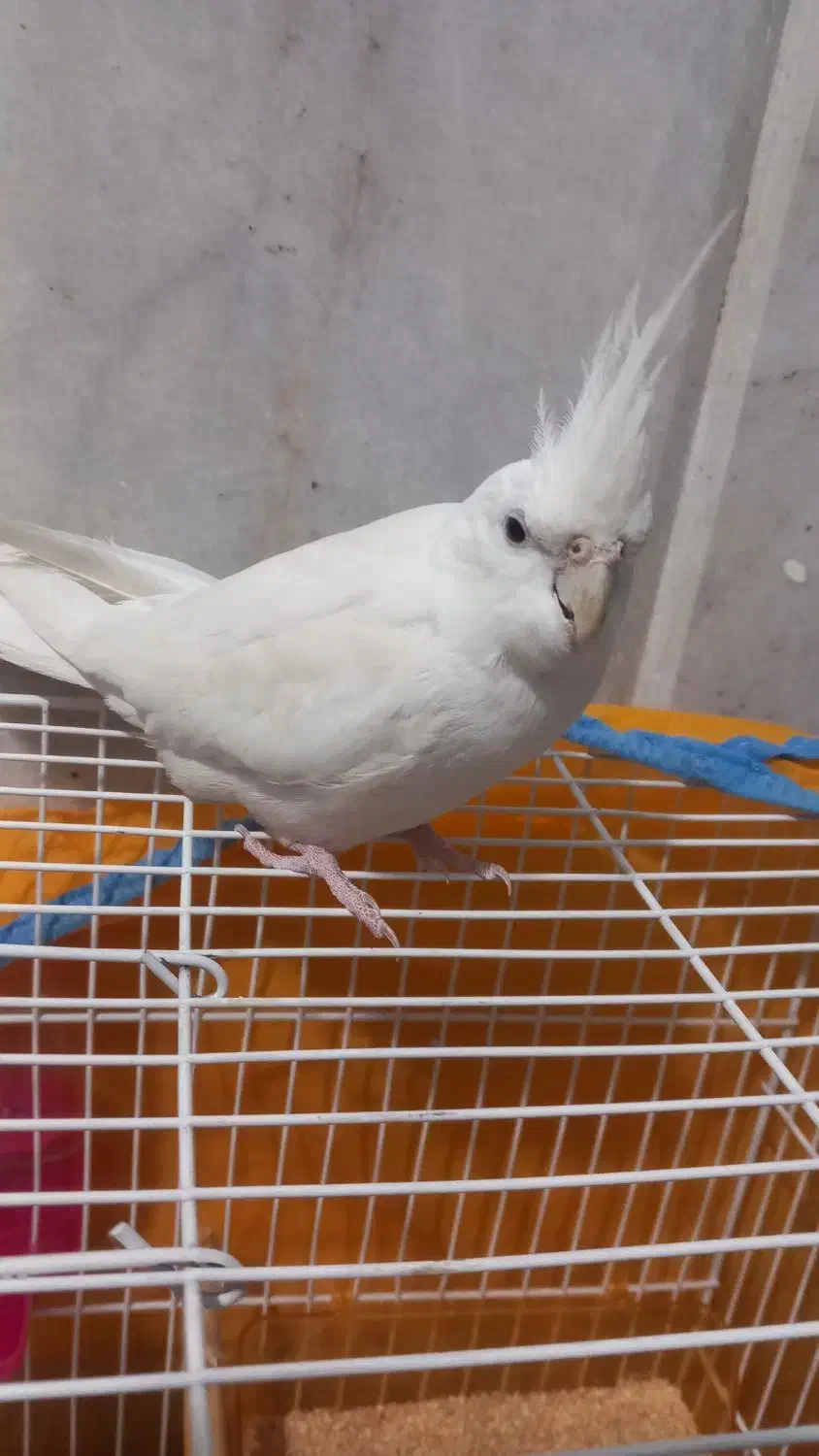 عروس هلندی آلبینو|پرنده|زابل, |دیوار