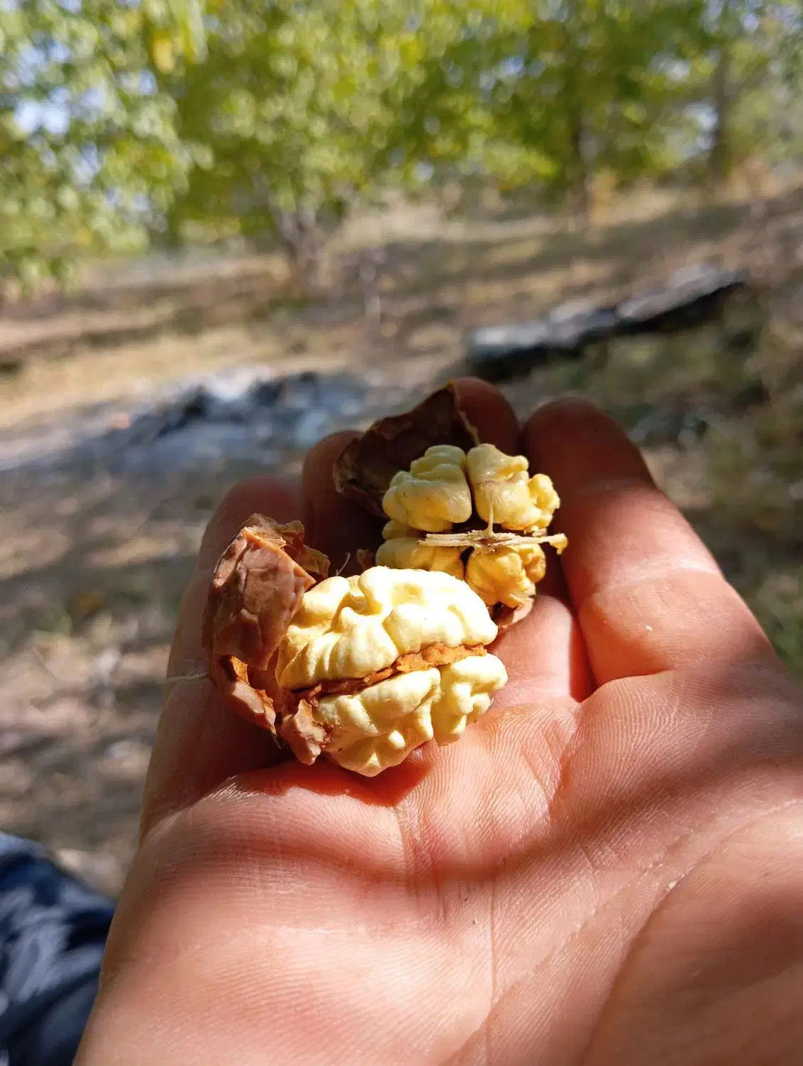 فروش نهال گردو|حراج|ماهنشان, |دیوار