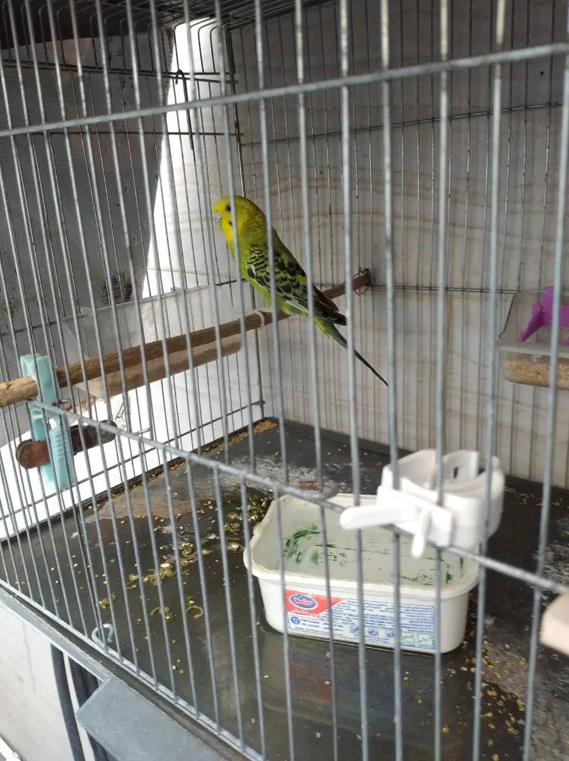 مرغ عشق ماده|پرنده|دره شهر, |دیوار