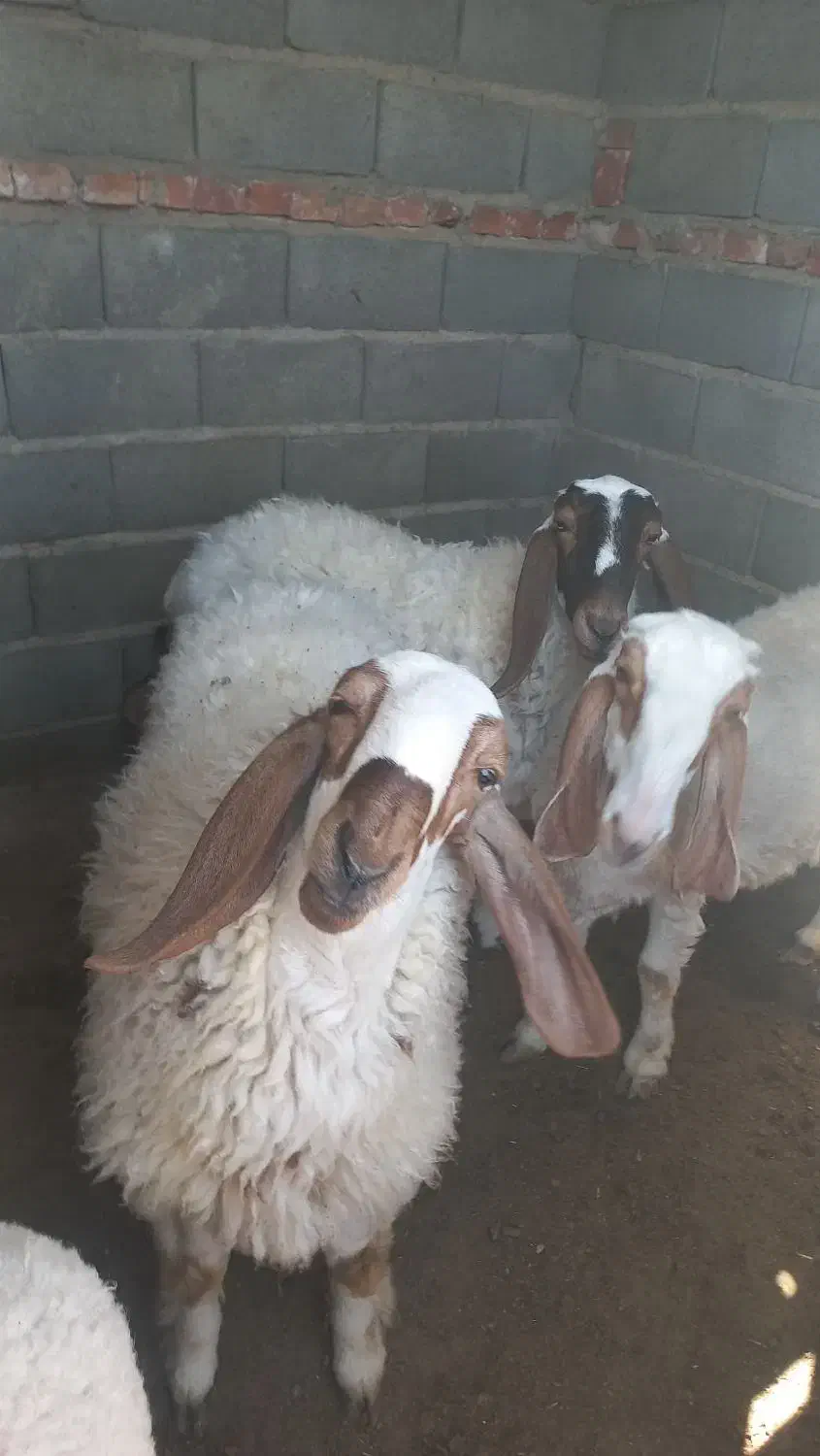 گوسفند مری اصل|حیوانات مزرعه|زاهدان, |دیوار