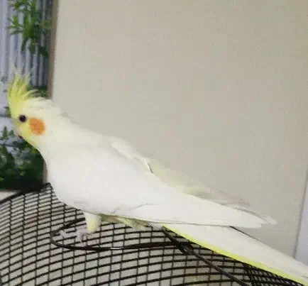 عروس هلندی گم کردم|حیوانات|همدان, |دیوار