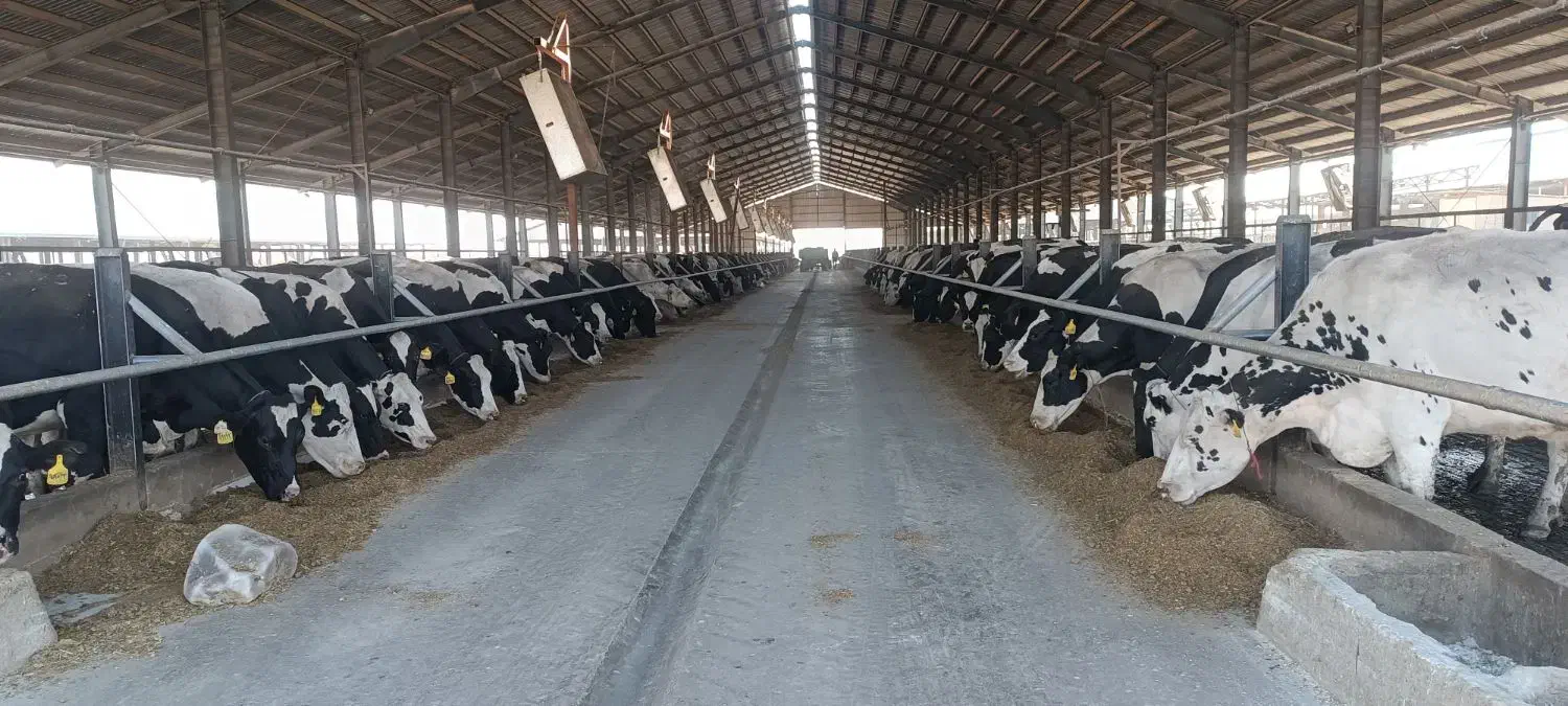 فروش کود گاوی|حیوانات مزرعه|چهاردولی, |دیوار