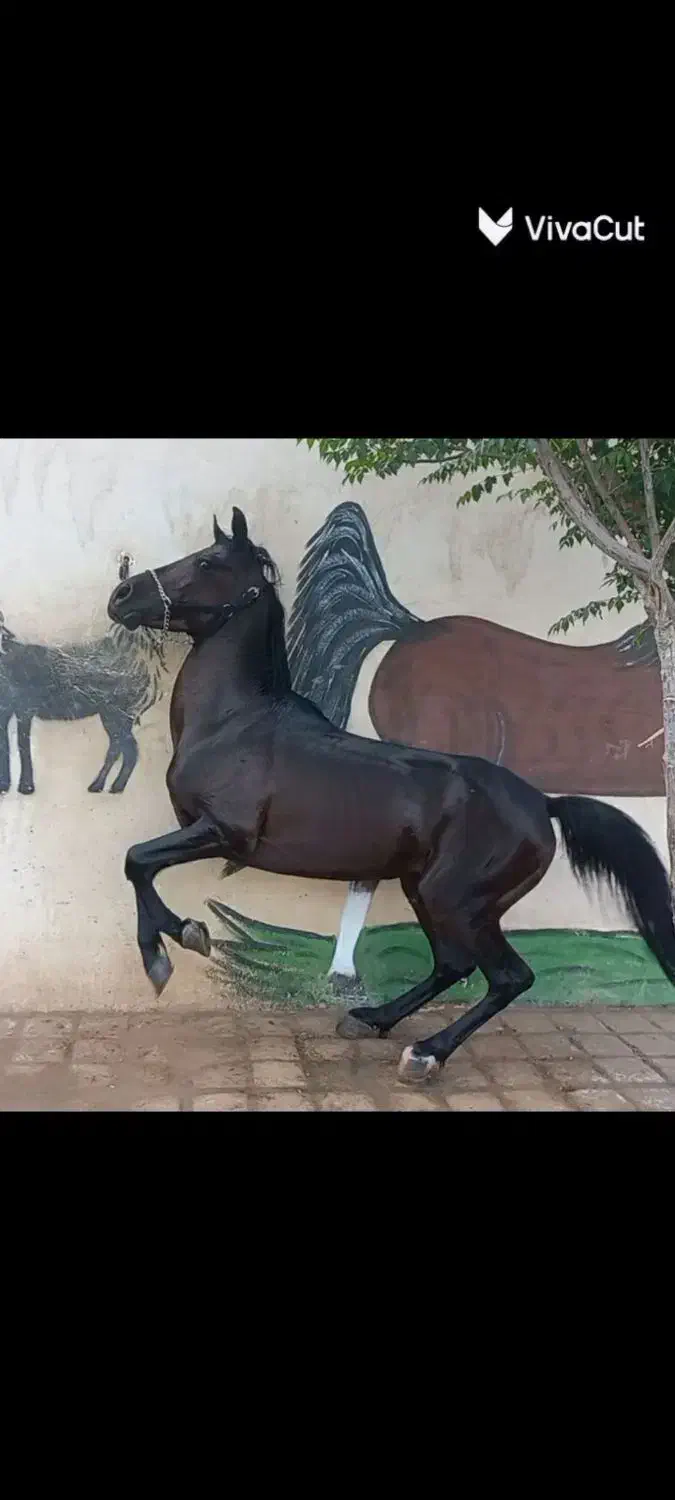 اسب فرروشی|اسب و تجهیزات اسب‌سواری|کاشان, یحیی آباد|دیوار