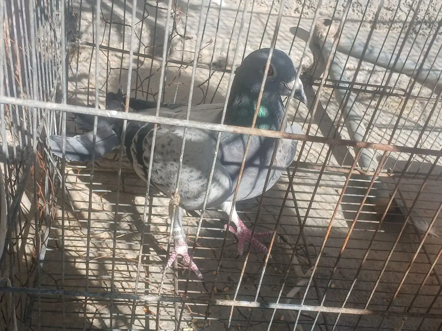 کفترپلاکی فروشی|پرنده|گوآور, |دیوار