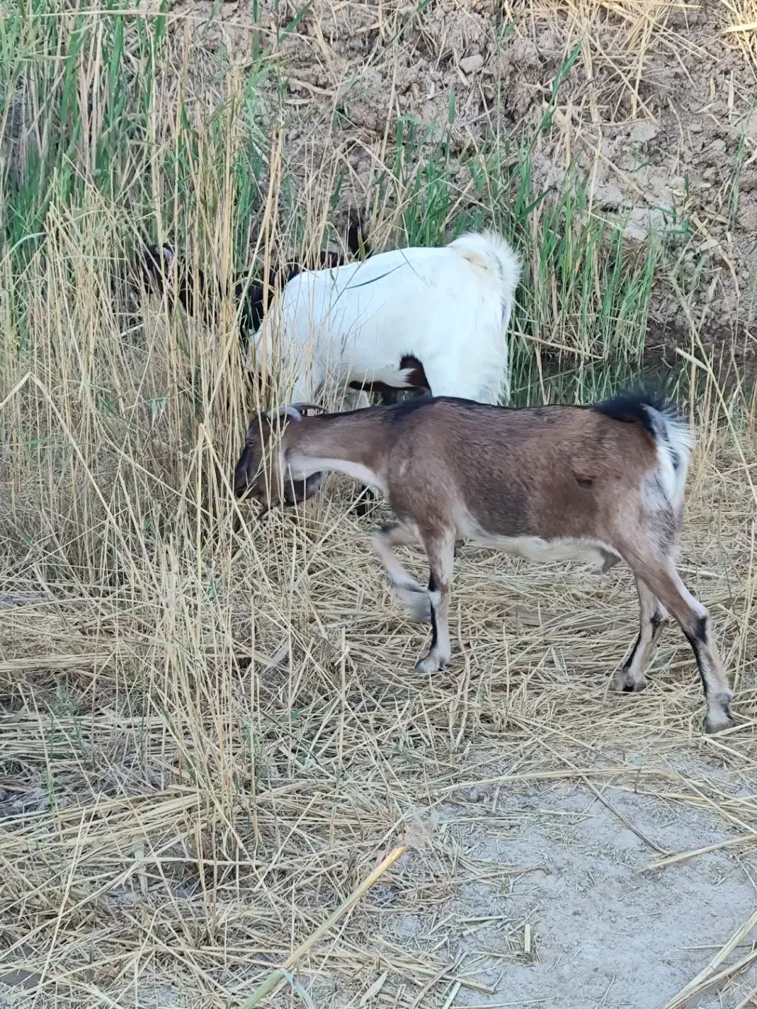 بز افغانی نر|حیوانات مزرعه|خرمشهر, |دیوار