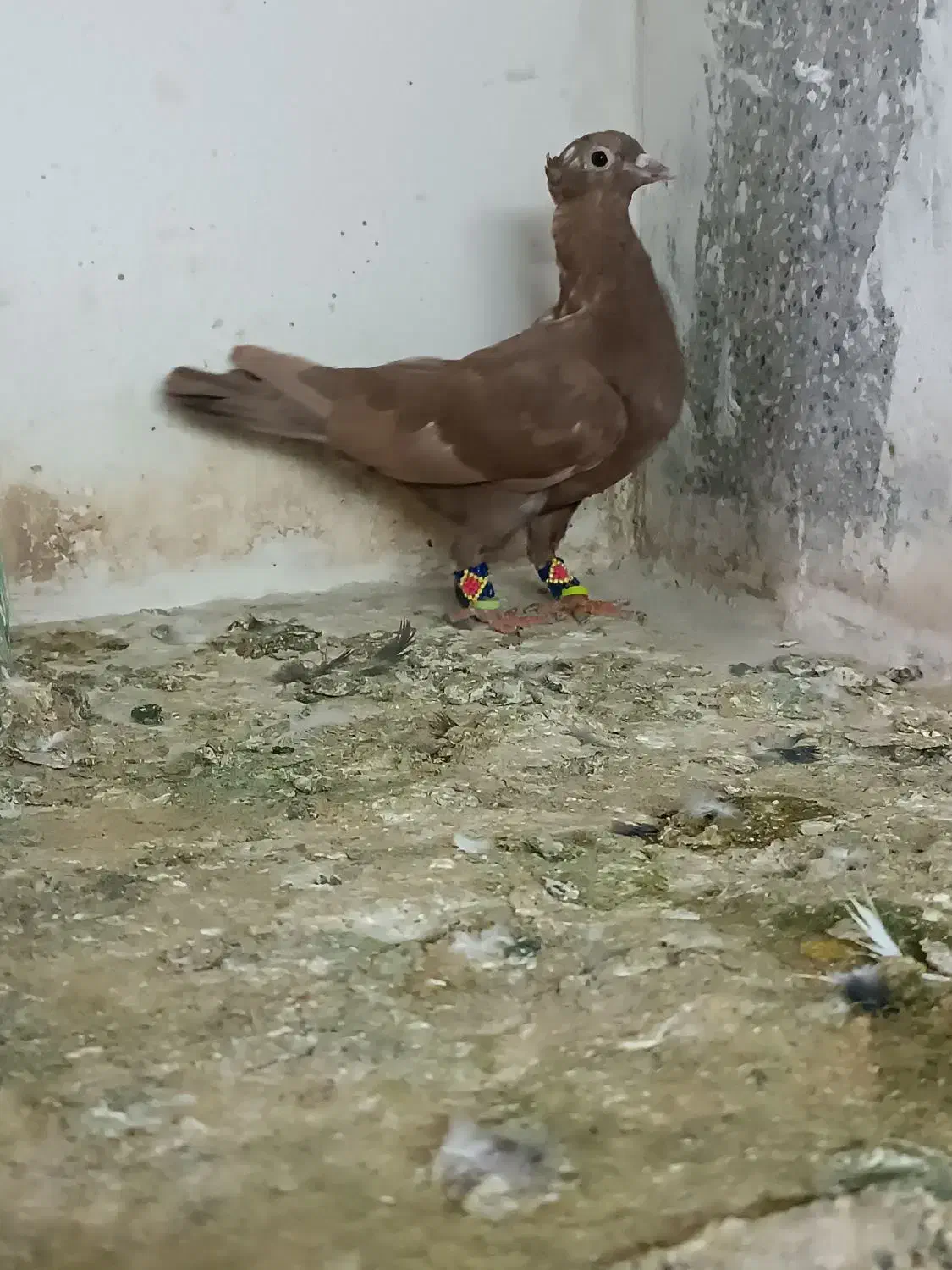 دوتا سرخ کاکلی.  کلاغ کاکلی|پرنده|تربت‌حیدریه, آبشار|دیوار