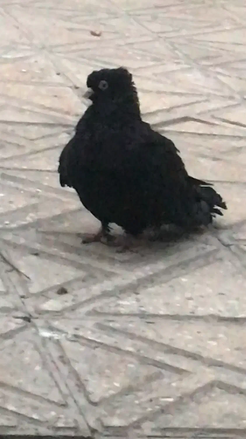 کبوتر زاغ چش نوک نر معاوضه با زاغ ماده|پرنده|شاهین‌شهر, شهرک گلدیس|دیوار