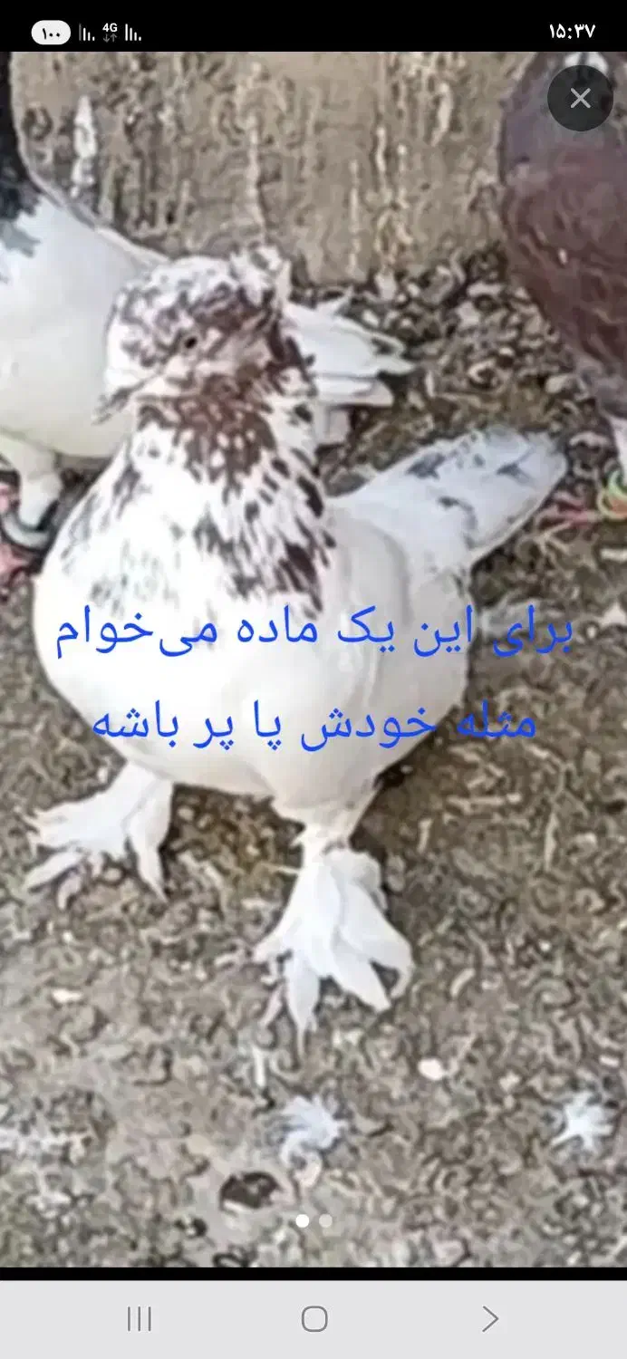 کفتر|پرنده|میان جلگه, |دیوار