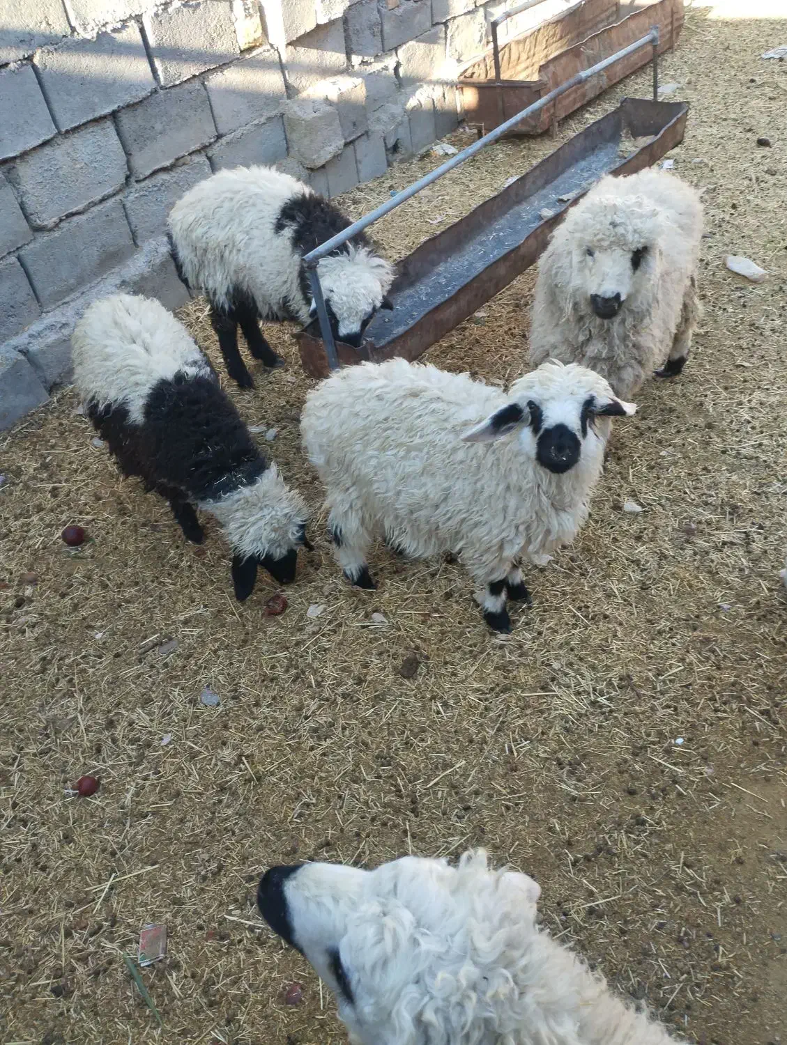 بره|حیوانات مزرعه|خوسف, |دیوار