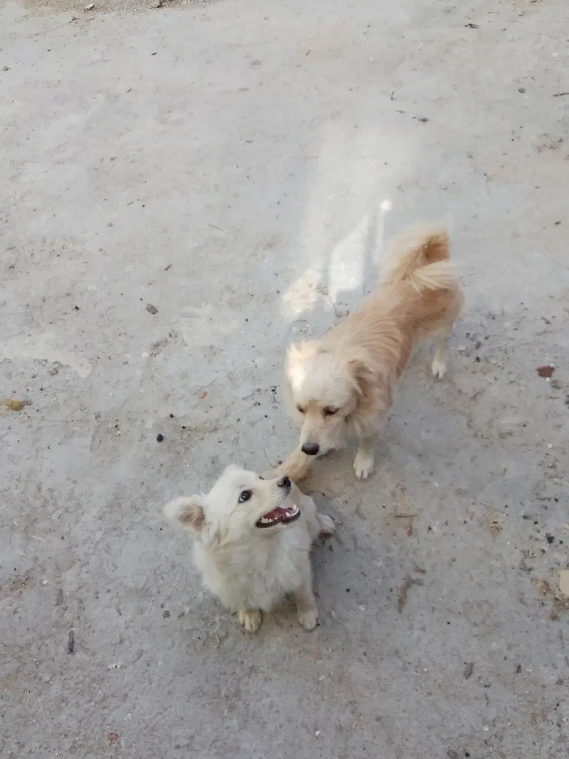 سگ پاکوتاه معاوضه با کفتر پرشی|سگ|شازند, |دیوار