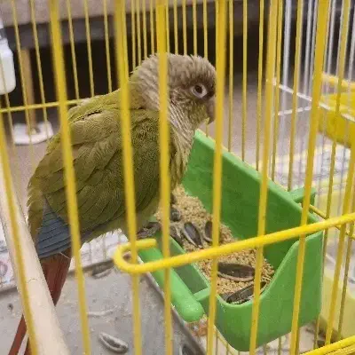 طوطی گرینچیک دستی|پرنده|اصفهان, نقش جهان|دیوار