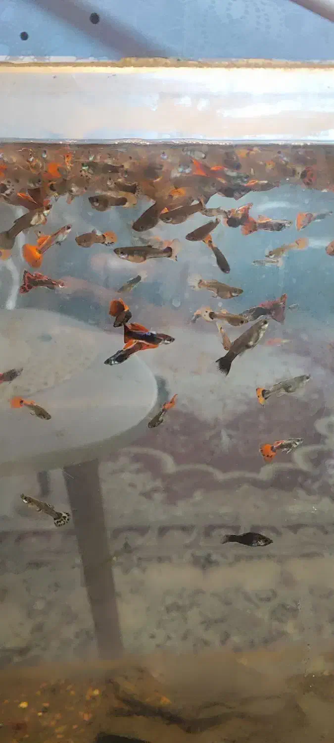 ماهی گوپی|ماهی|مشهد, شهرک شهید باهنر|دیوار