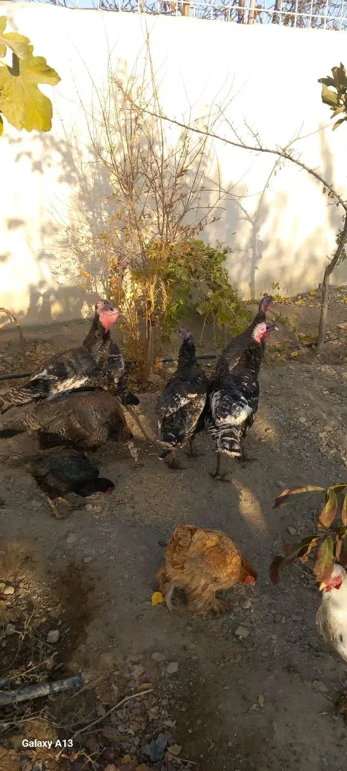 بوقلمون برنز|حیوانات مزرعه|مشهد, شهرک صنعتی توس|دیوار