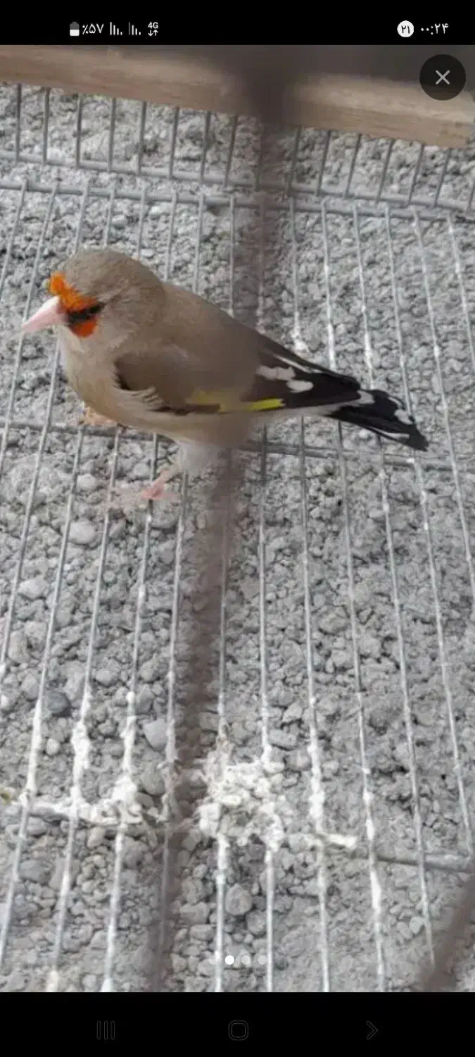 سهره|پرنده|کوهدشت, |دیوار