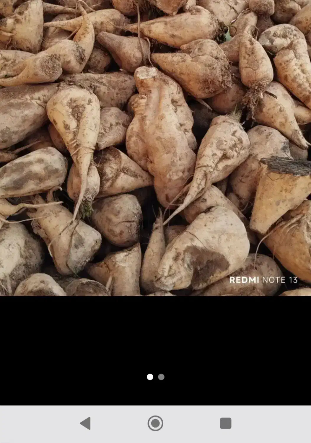 چنر چغندر|خوردنی و آشامیدنی|زاغه, |دیوار