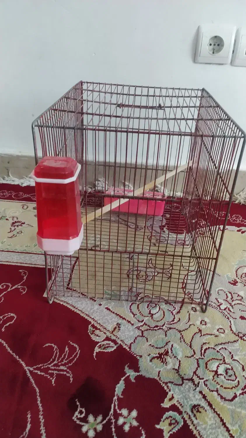 قفس درحد نو|پرنده|ملکشاهی, |دیوار