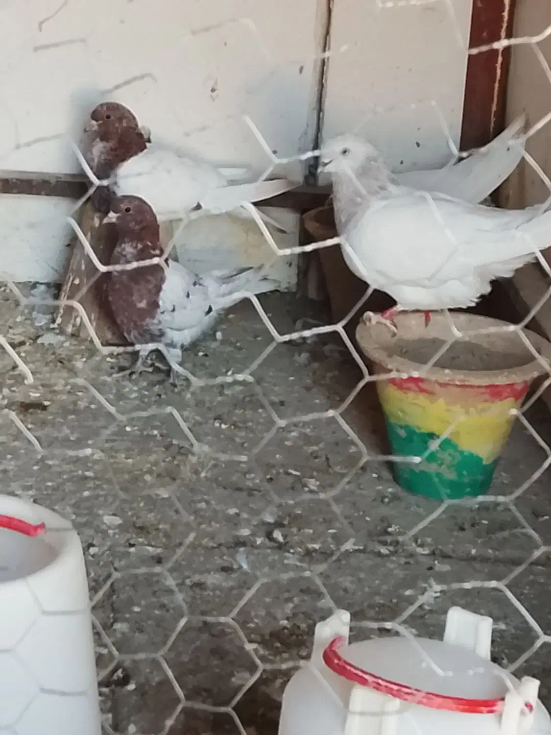 کبوتر|پرنده|خسروشاه, |دیوار