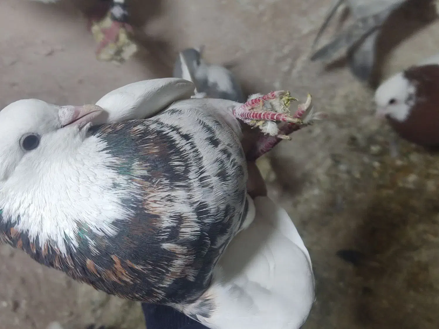 کبوتر|پرنده|اسفراین, |دیوار