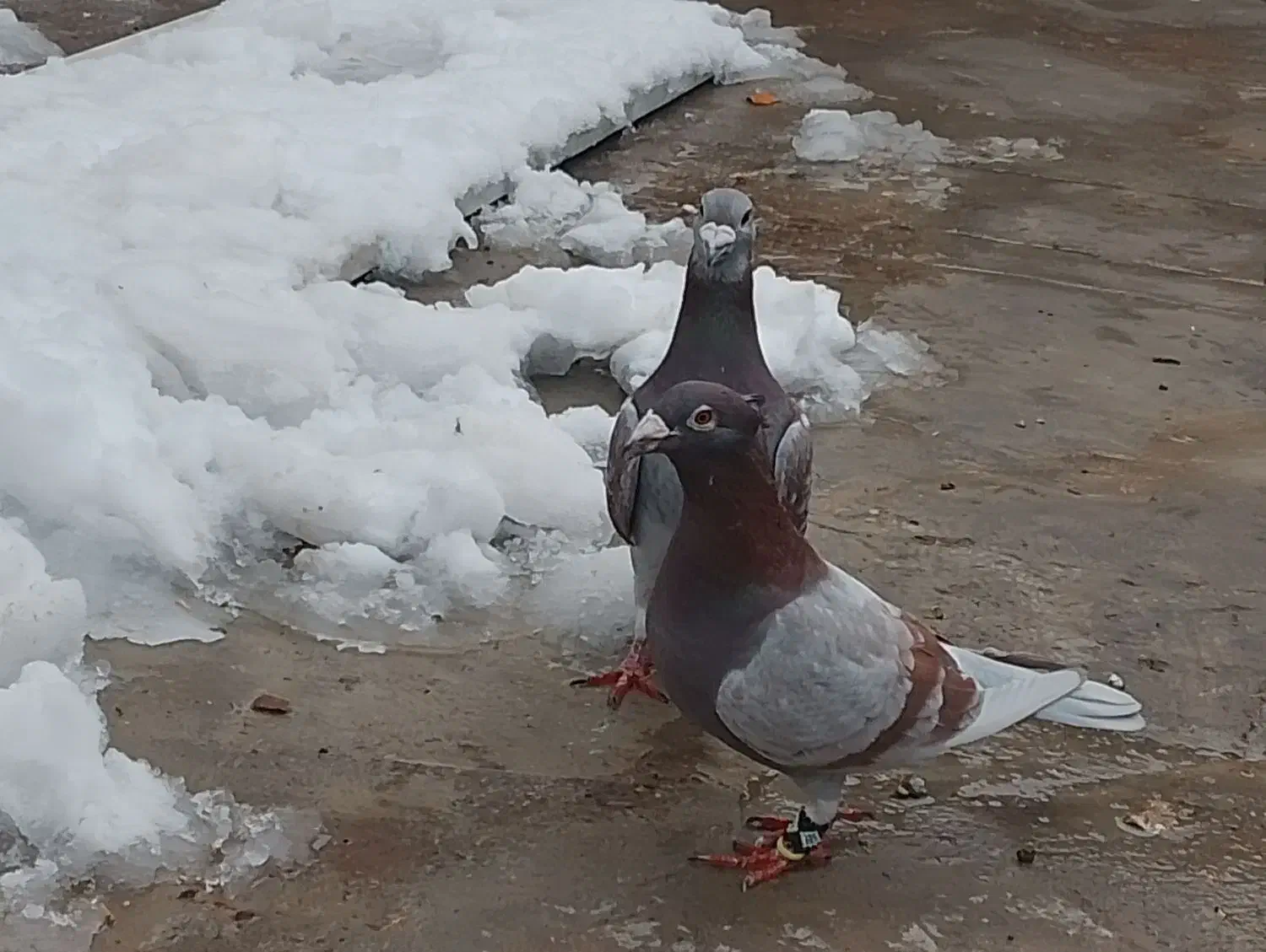 جفت خوب به زمانت|پرنده|تایباد, |دیوار