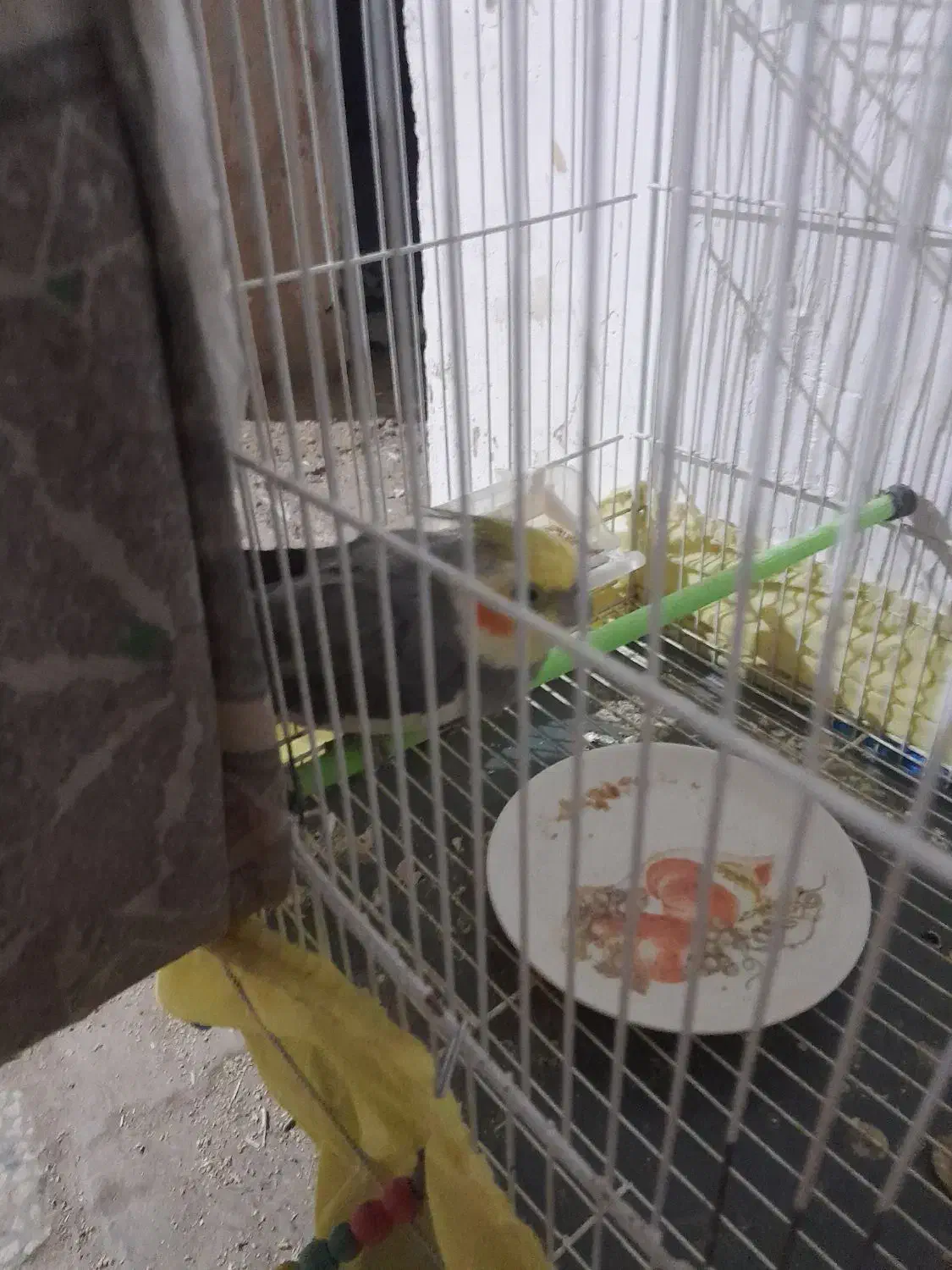 نر وماده عروس هلندی|پرنده|کاشمر, |دیوار