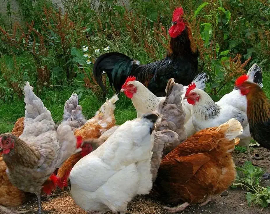 پر کردن و تمیز کردن مرغ و اردک و غیره|خدمات نظافت|فریدون‌کنار, |دیوار