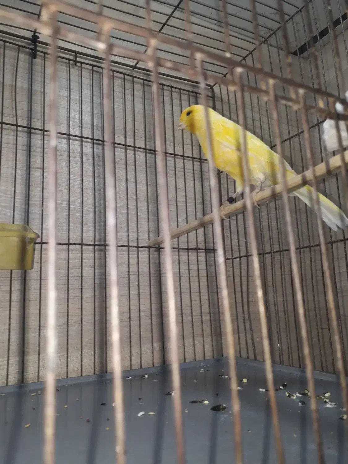 قناری نر شاداب|پرنده|تاکستان, |دیوار