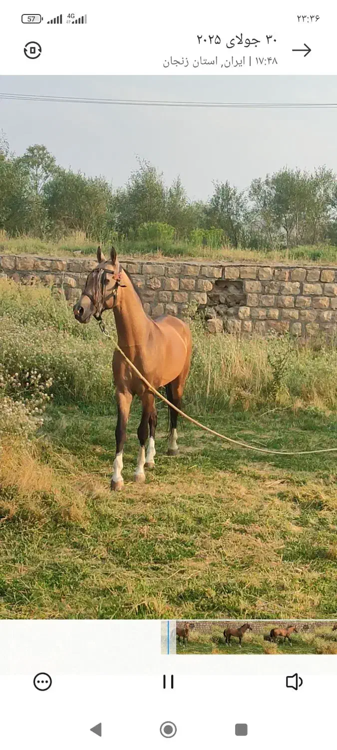 اسب ترکمن آخال|اسب و تجهیزات اسب‌سواری|زنجان, |دیوار