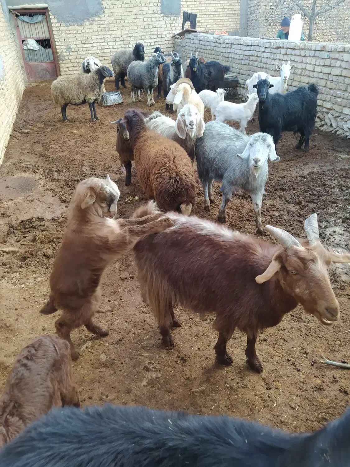 فروش بزابستن وکهره دار|حیوانات مزرعه|وردشت, |دیوار