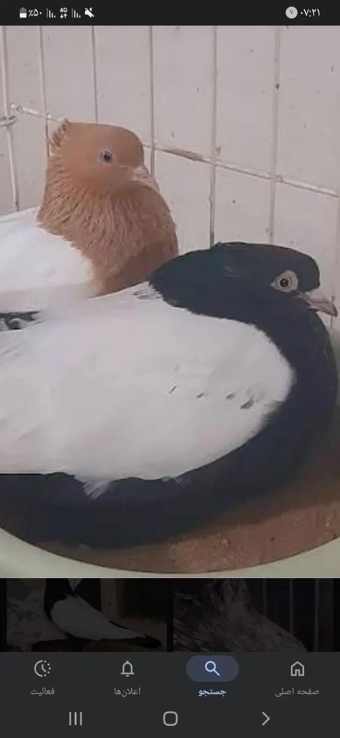 توقی سینه ای،اصفهانی ،ابلغ سبز زیبا|پرنده|مهریز, |دیوار