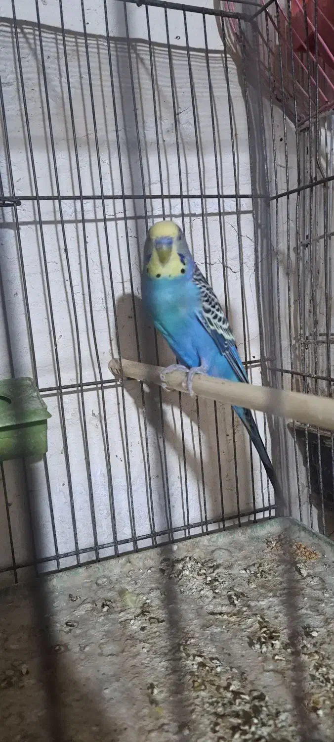 مرغ عشق خوش رنگ|پرنده|پارسآباد, |دیوار