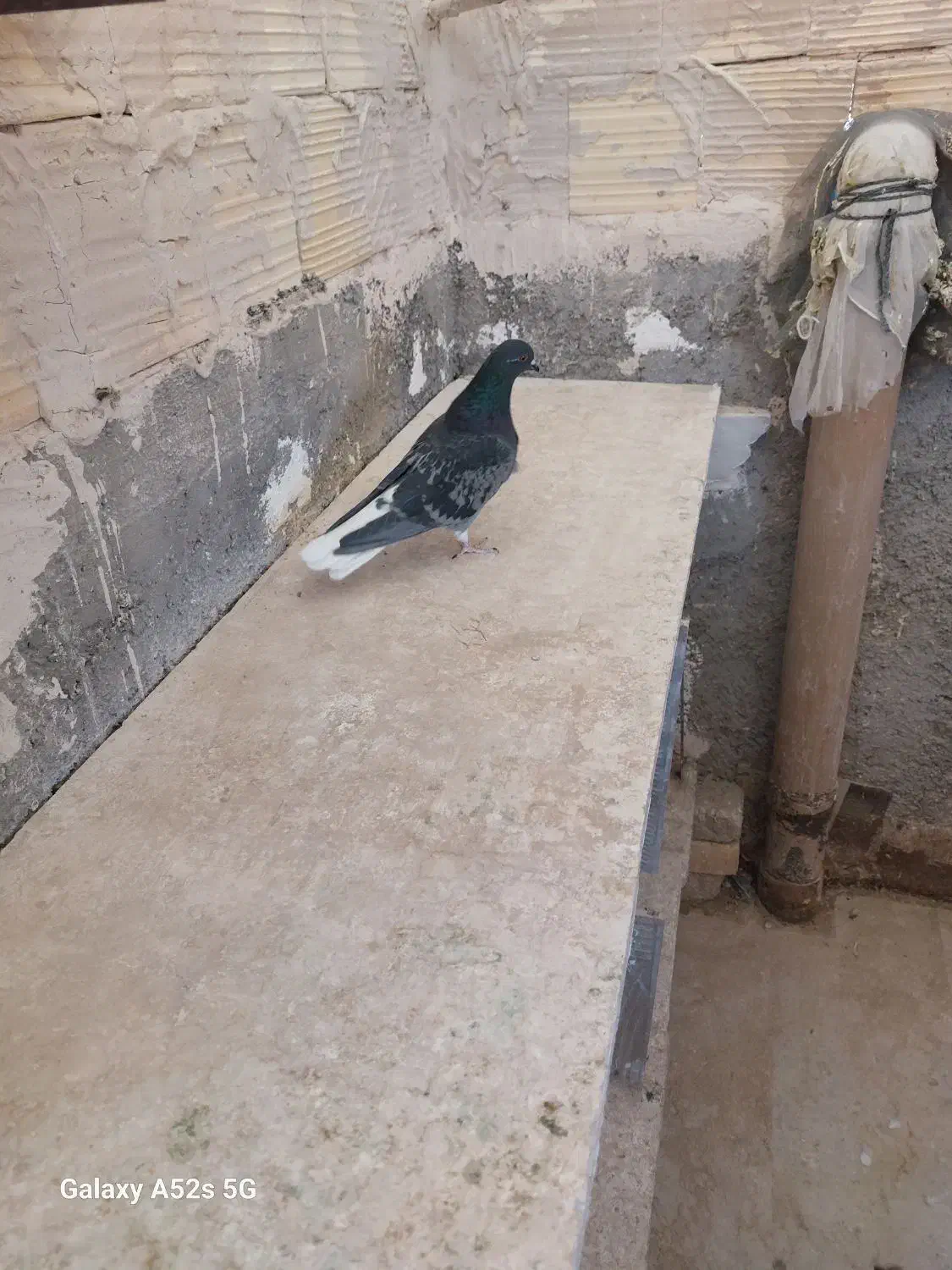 کفتر یجای|پرنده|قم, سید معصوم|دیوار