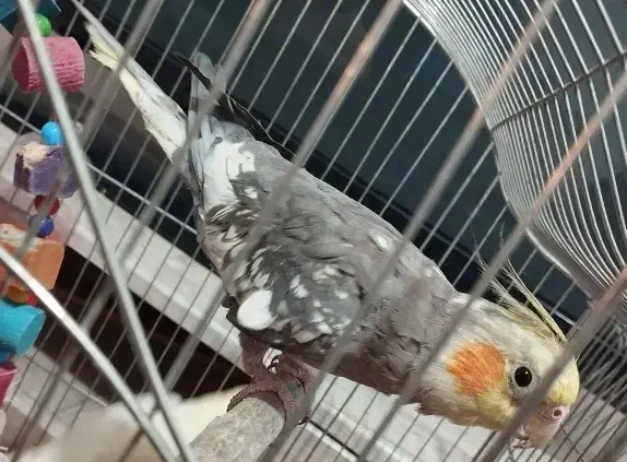 عروس هلندی نر آهویی|پرنده|شاهرود, |دیوار