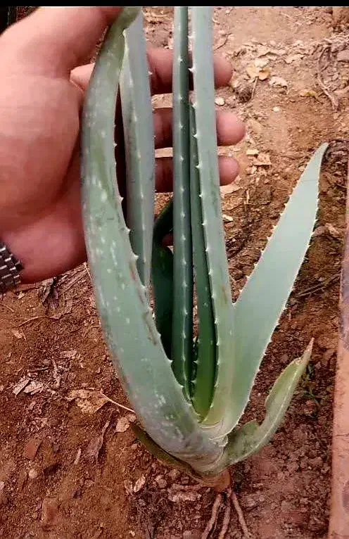 آلوورا خوراکی وآرایشی|گل و گیاه طبیعی|مشهد, شهید شهریاری|دیوار