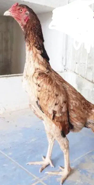 خروس .مرغ لاری|حیوانات مزرعه|قم, سربخش|دیوار