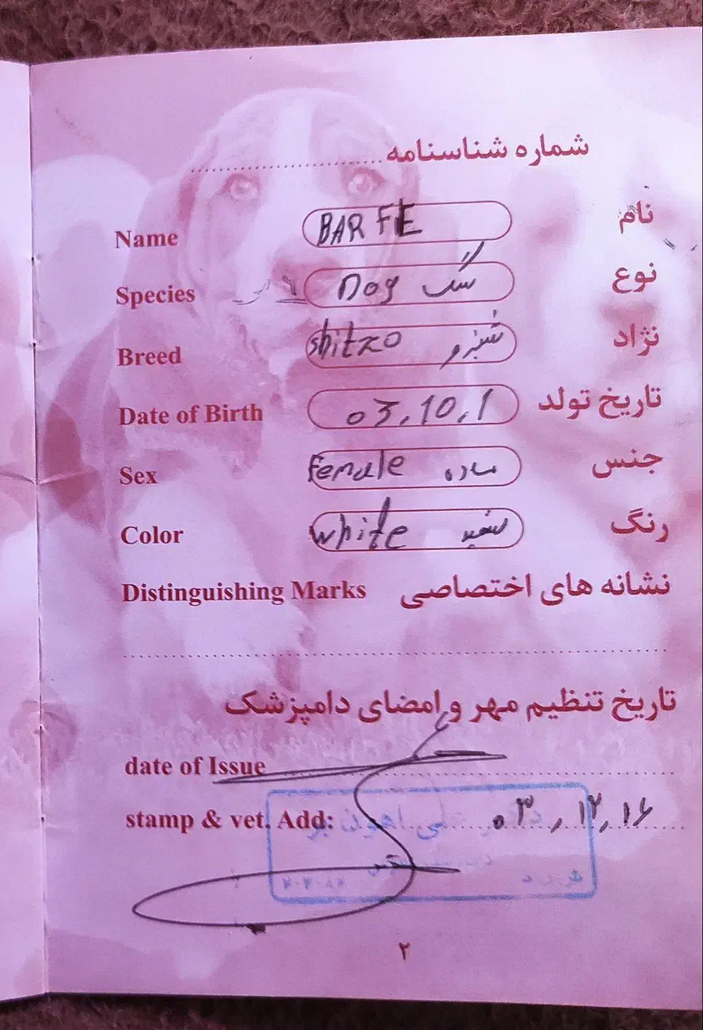 سگ شیتزو|سگ|کرمانشاه, |دیوار