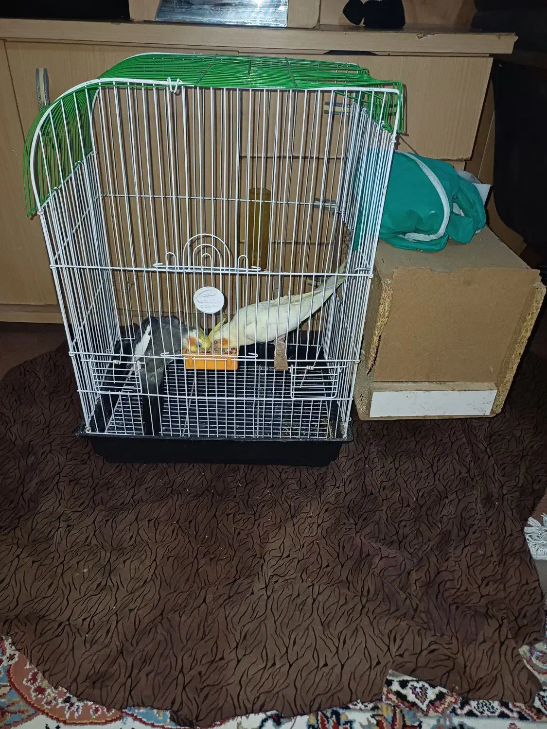 جفت عروس هلندی مولد|پرنده|سرخنکلاته, |دیوار