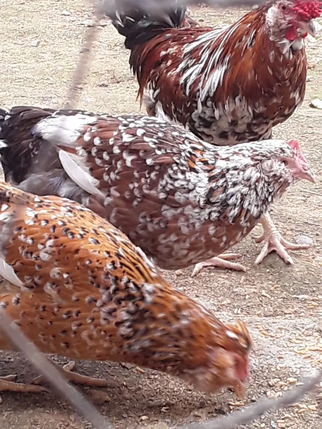 تخم مرغ گلین ۷رنگ خالدار اصیل|حیوانات مزرعه|آمل, |دیوار