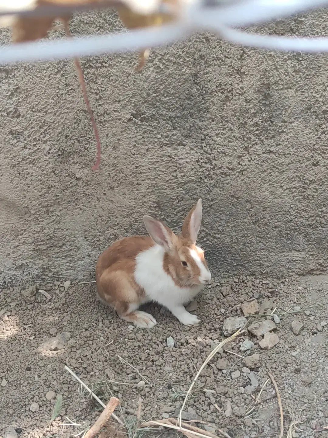 خرگوش|موش و خرگوش|سنندج, |دیوار