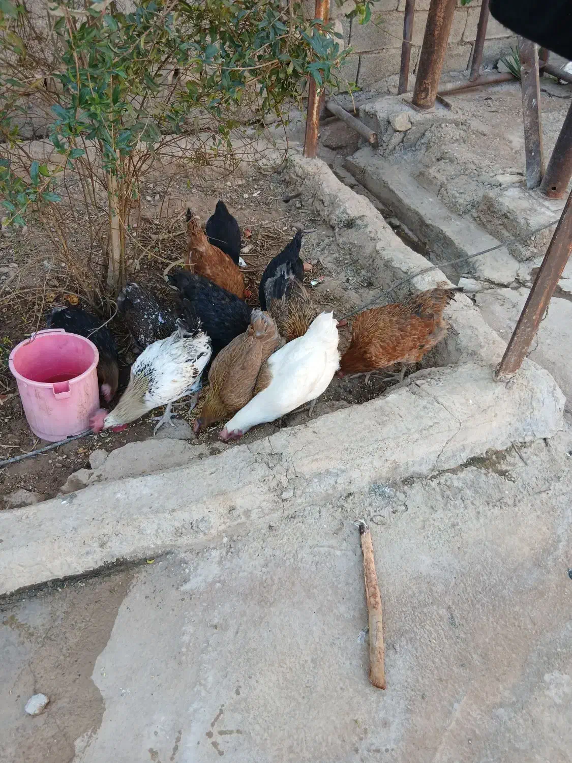 مرغ های سالم تخم گذار|حیوانات مزرعه|مسجد سلیمان, |دیوار