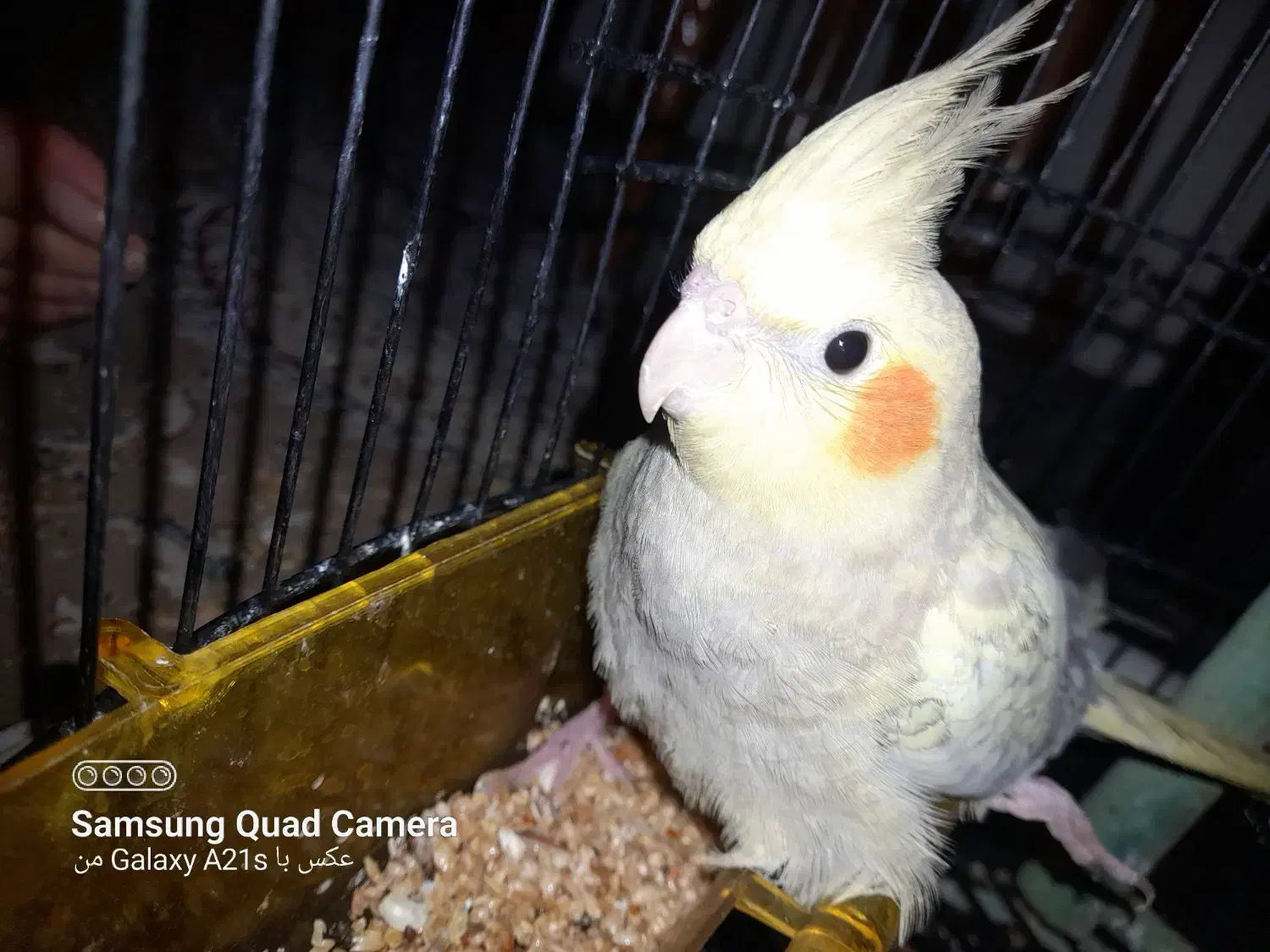 پرنده|پرنده|لاهیجان, فیاض|دیوار