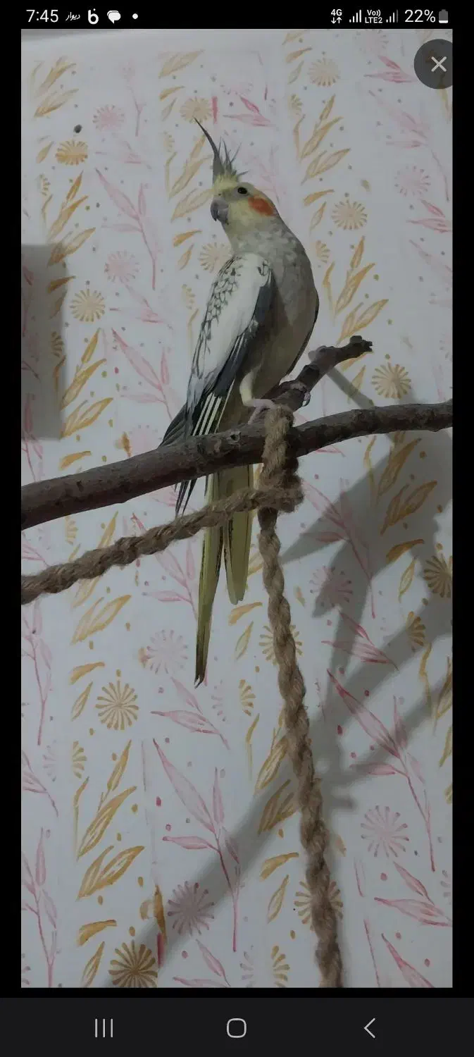 عروس هلندی ماده|پرنده|سنقر, |دیوار