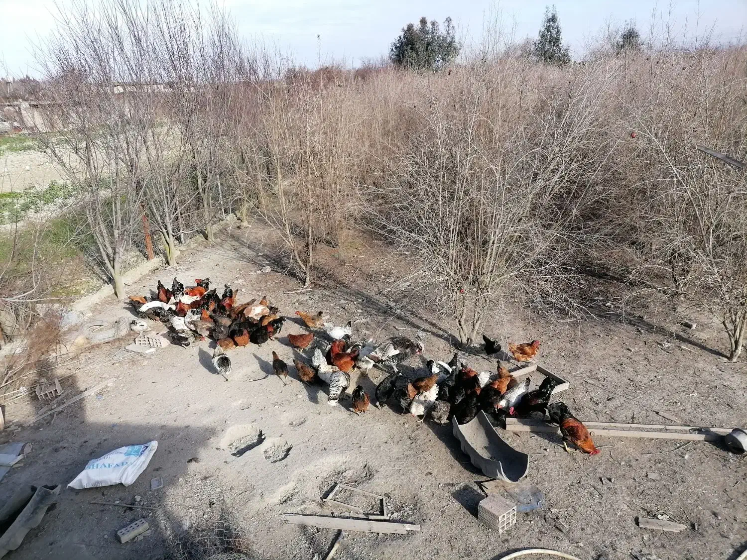 تعداد مرغ و خروس، کبوتر به فروش میرسد|حیوانات مزرعه|بندر گز, |دیوار