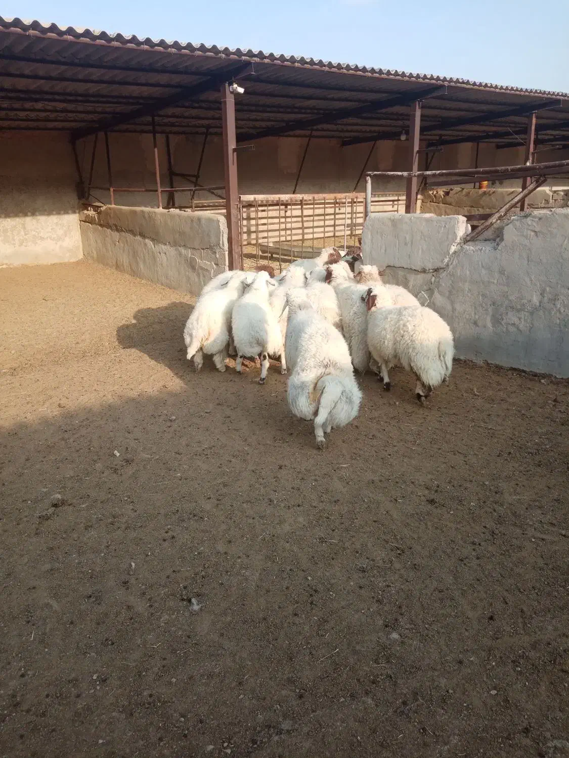 گوسفند پروار فروشی|حیوانات مزرعه|کارزان, |دیوار