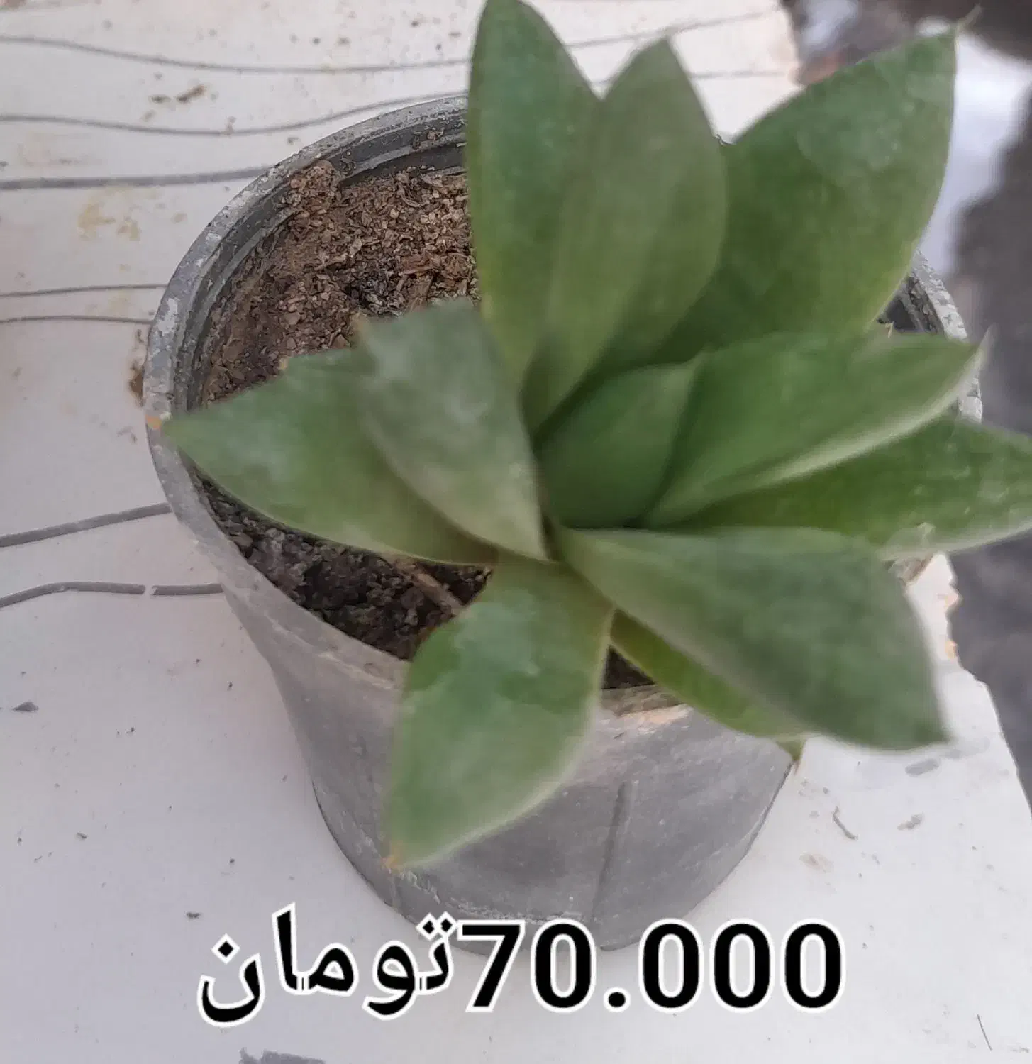 فروش گل طبیعی|گل و گیاه طبیعی|مشهد, شهید شهریاری|دیوار