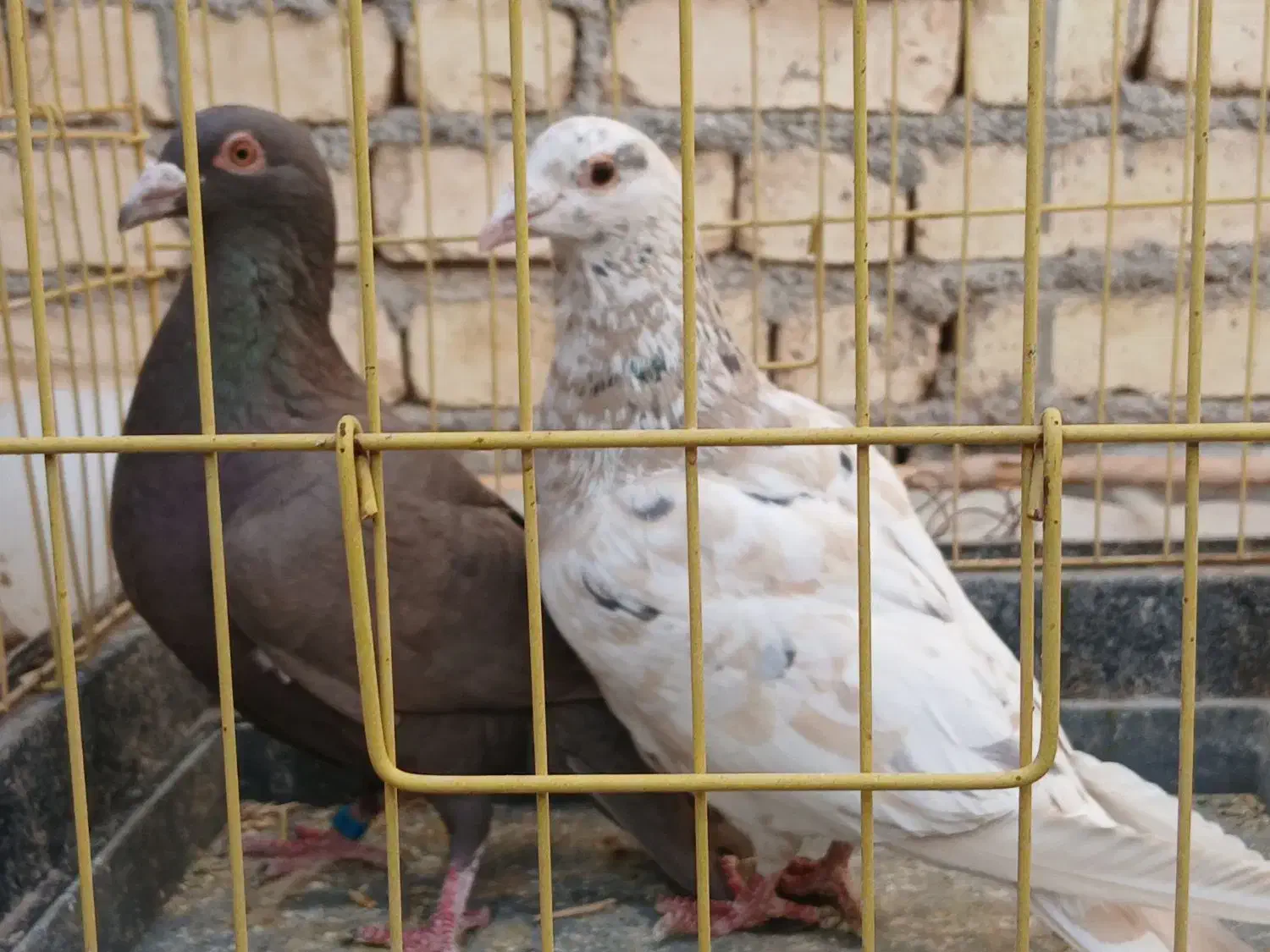 دوجفت سروردورگ.|پرنده|مبارکه, |دیوار