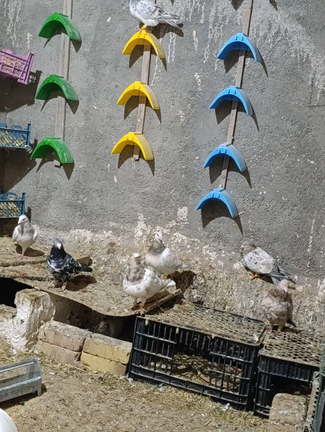 هفت رنگ همدانی|پرنده|ضیاء آباد, |دیوار