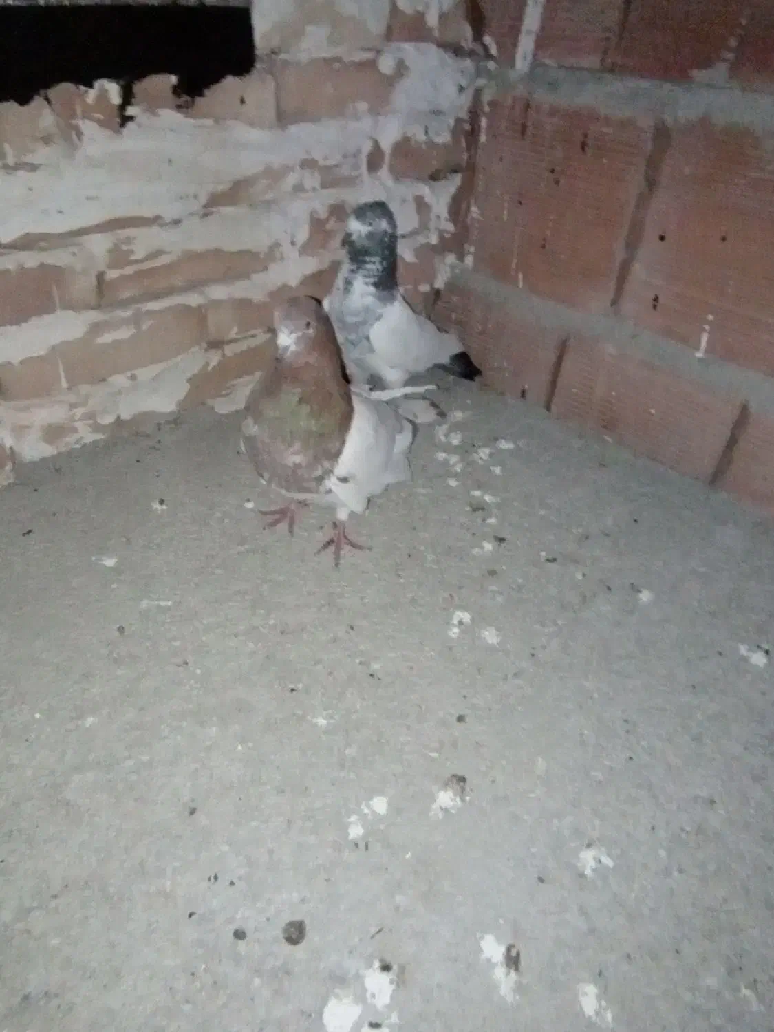 طوقی|پرنده|اردبیل, |دیوار